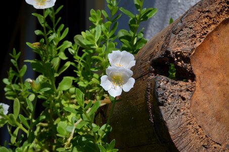 Flower hanging garden ornamental