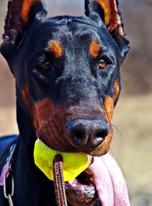 Dog facial ball