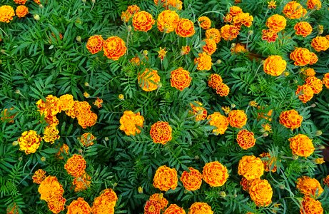 Yellow flora garden