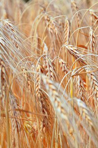 Grain cornfield by chaitanya k
