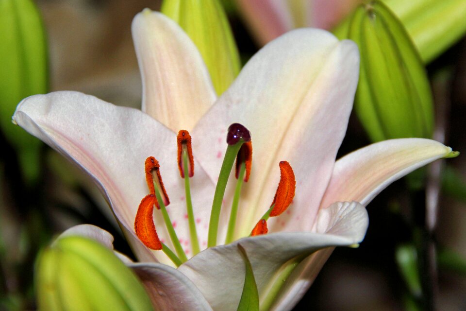 Bloom pistil blossomed