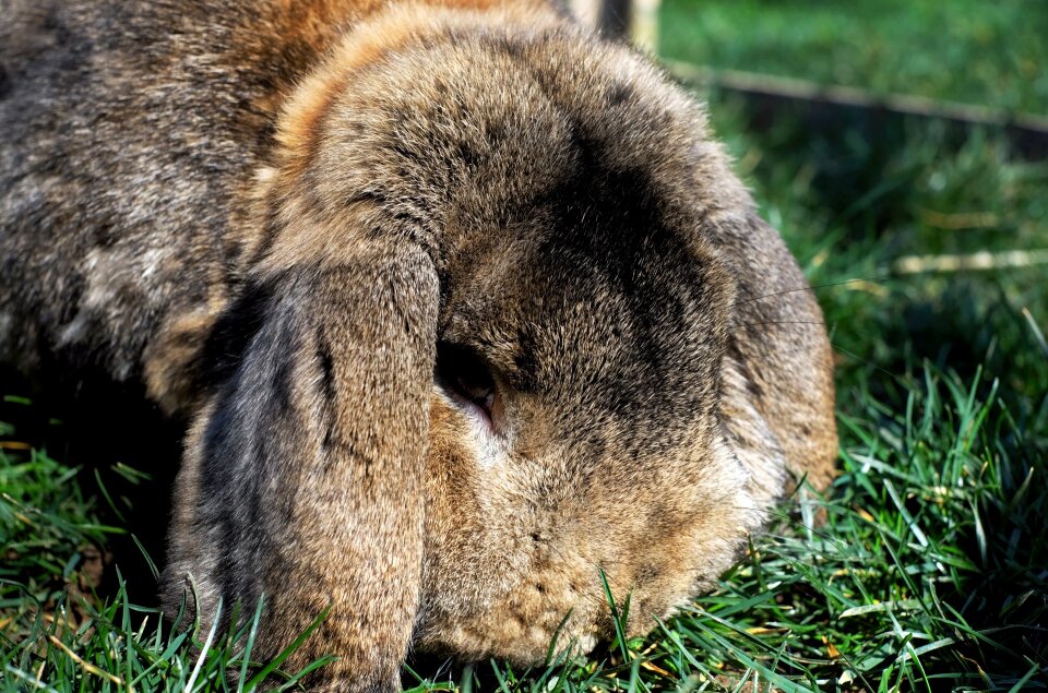 Males floppy ear garden