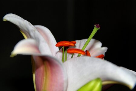 Bloom pistil blossomed
