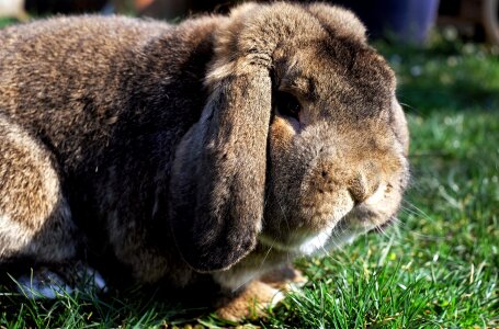 Floppy ear nager garden