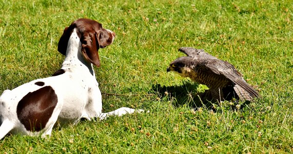 Bird bird of prey animal