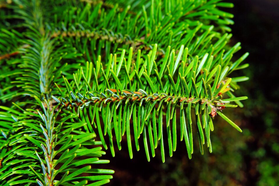 Winter tannenzweig branch