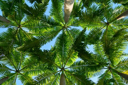 Nature environmental trees