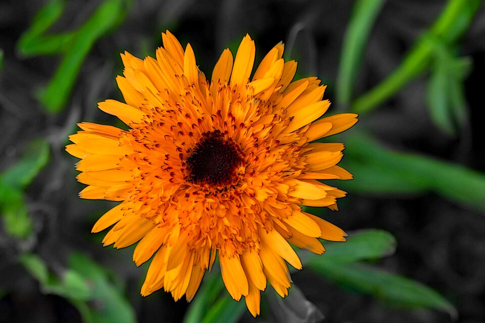 Plant yellow flower summer flower
