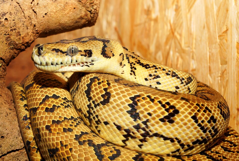 Terrarium close up constrictor
