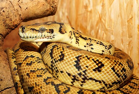 Terrarium close up constrictor