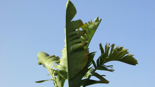 Tree tropical garden
