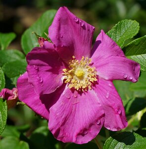 Buds flower blossom photo