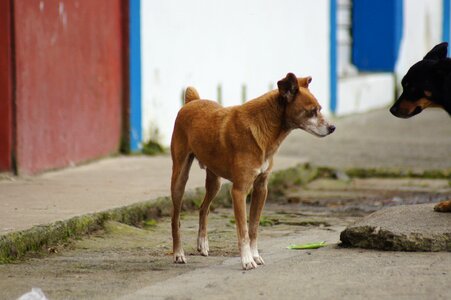 Portrait animal finlandia
