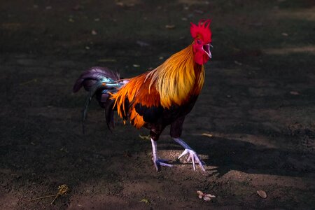 The rooster crows nature animals