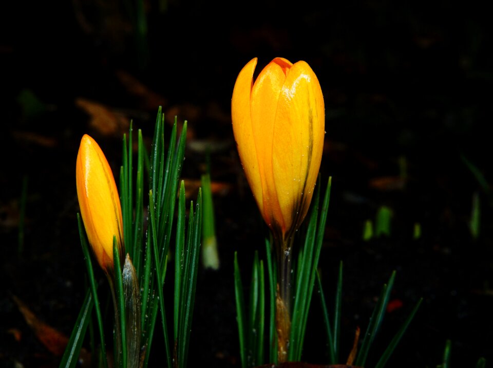 Color yellow flowers