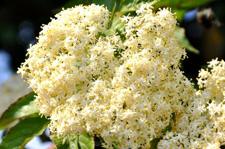 Nature elder bloom