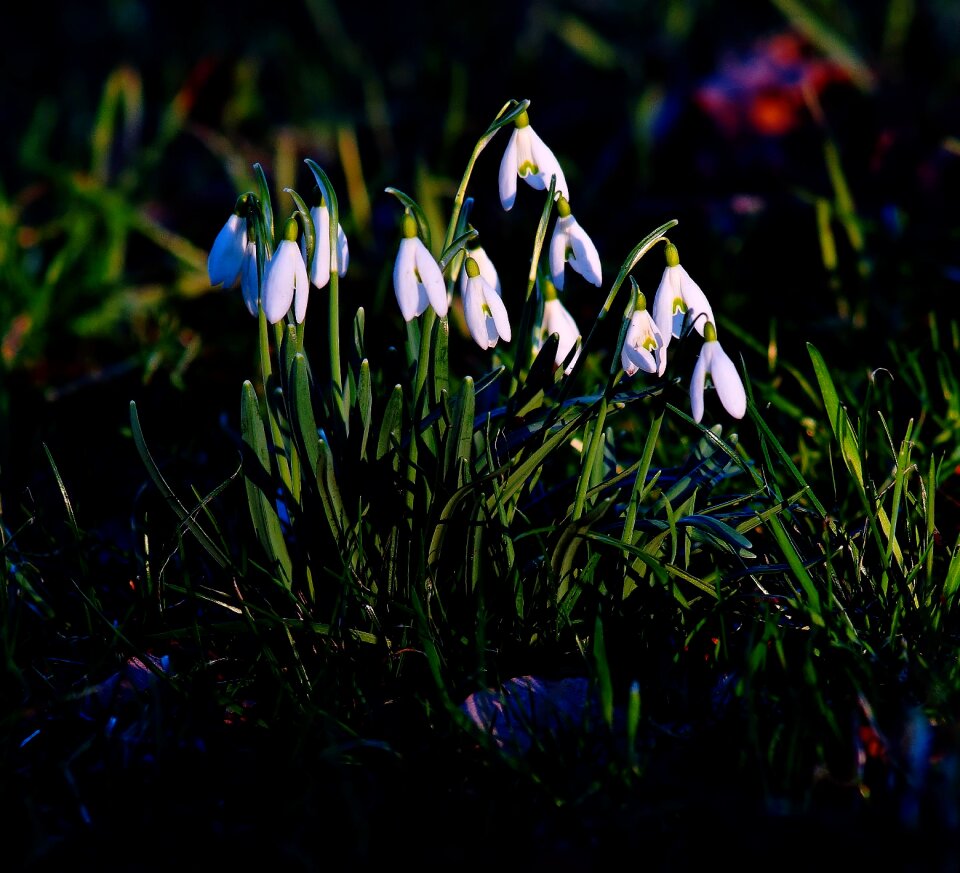 Nature spring flowers signs of spring