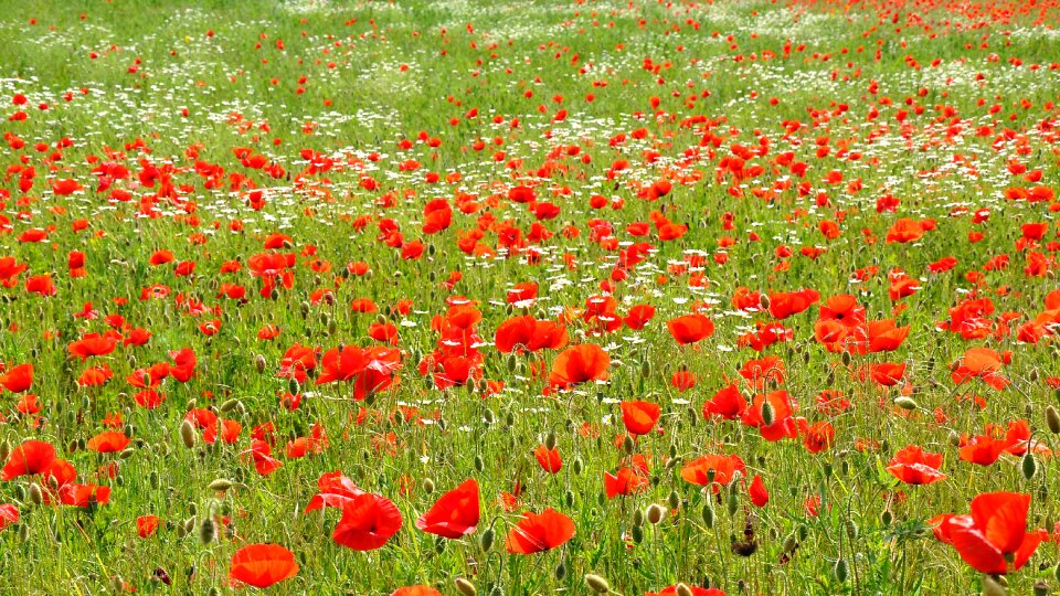 Nature poppy meadow flower photo