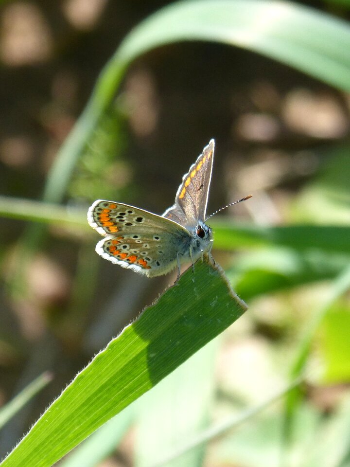 Aricia cramera leaf detail