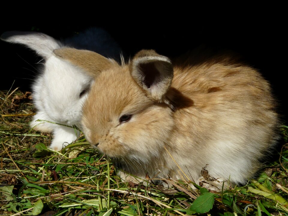 Bunnies ušáček usace