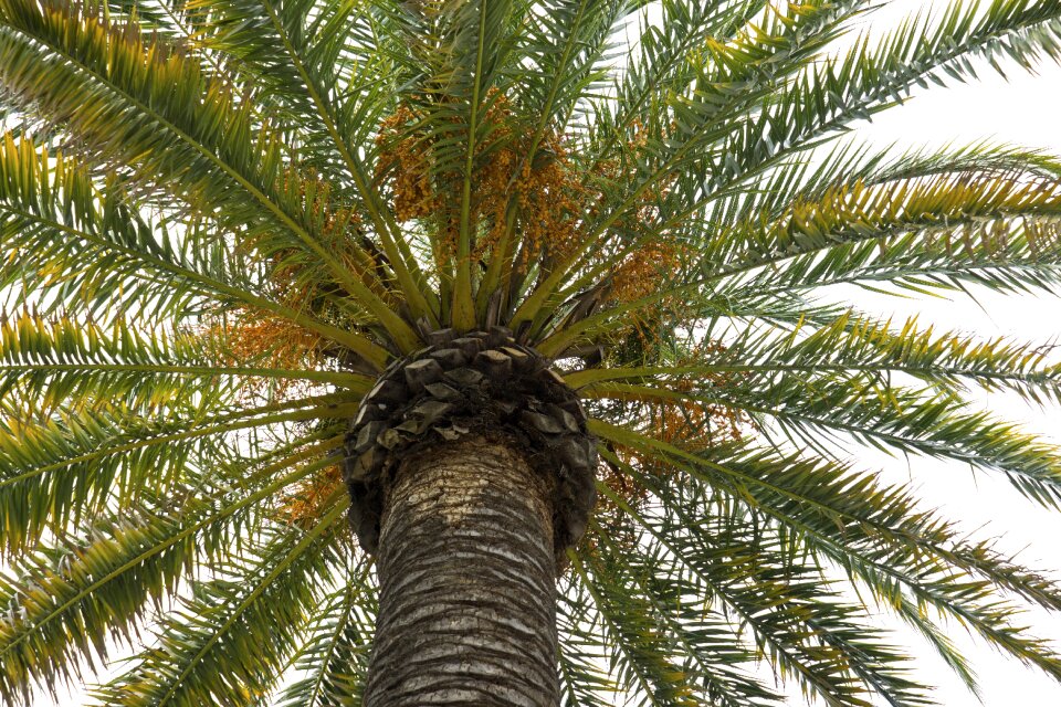 Tree tropical nature
