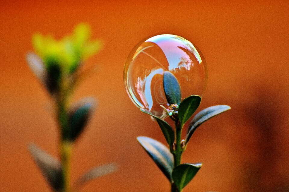 Buxus balls soapy water photo