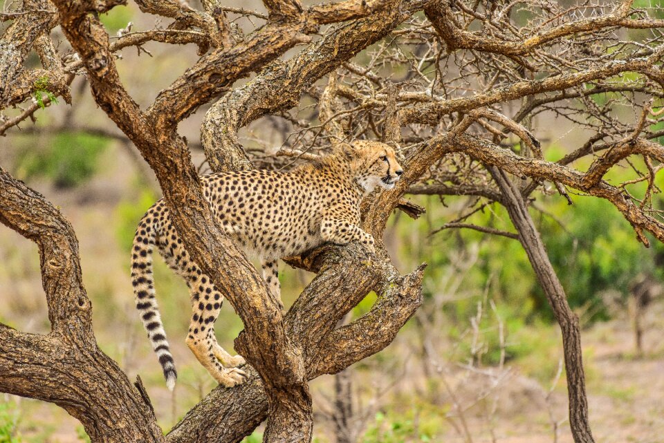 Safari travel predator