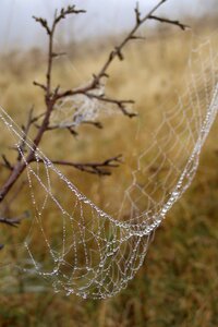 Spider's web meadow the fog