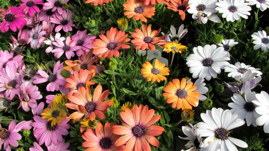 Plants garden nature