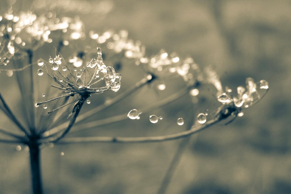 The stem spider's web meadow