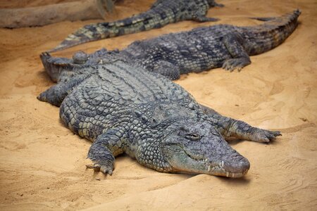 Crocodile asleep zoo