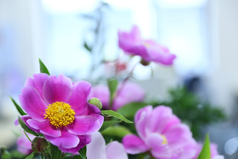 Blossom spring bouquet