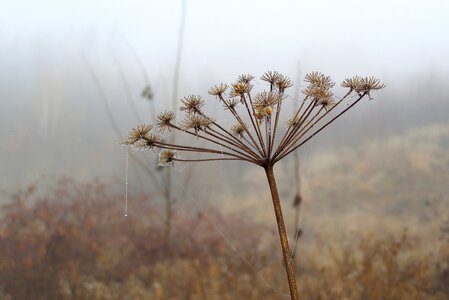 The stem spider's web meadow