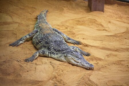 Crocodile asleep zoo