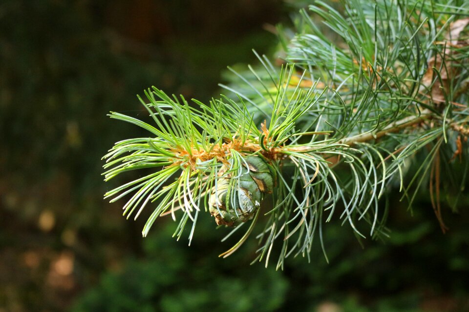 Needles tap needle branch