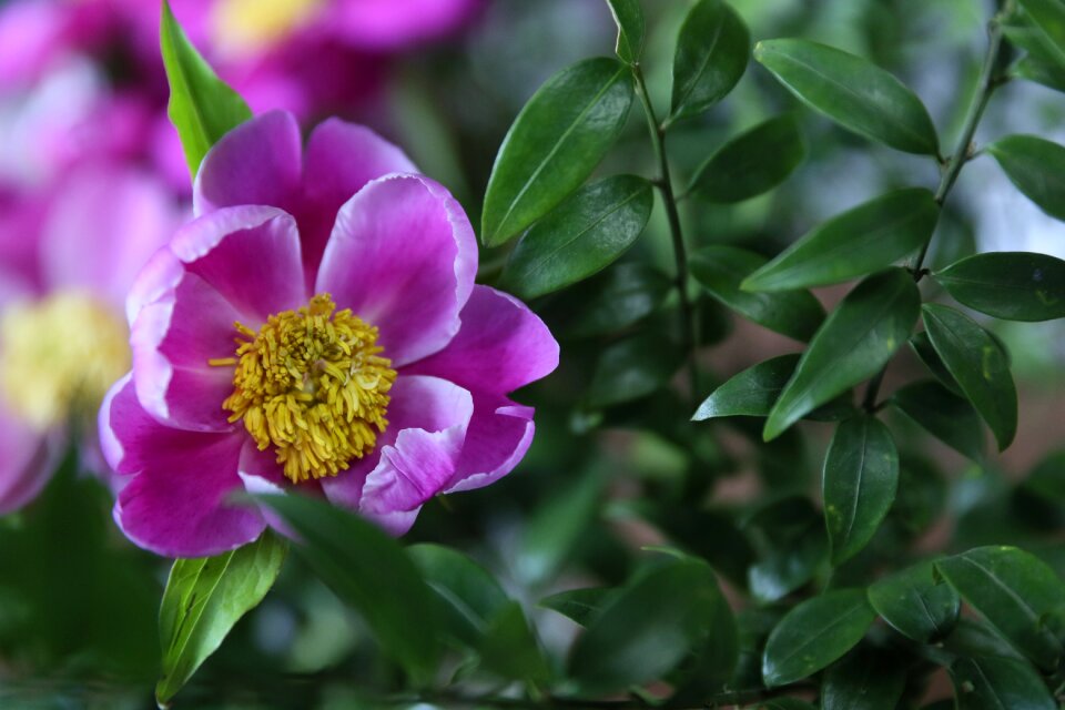 Bloom bouquet nature