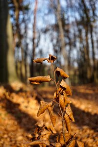 Sprig dry leaves autumn leaves photo