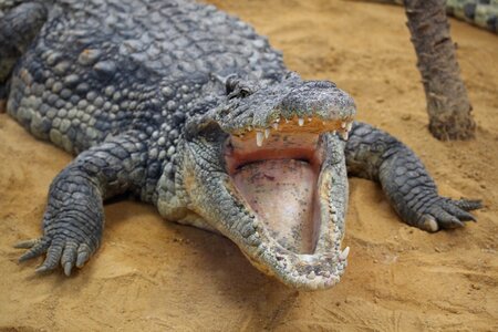 Crocodile rest zoo