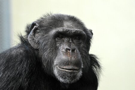 Chimpanzee zoo think