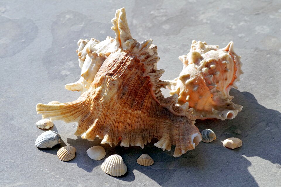 Seashell rock ornament