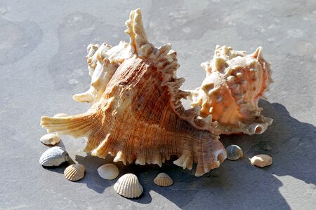 Seashell rock ornament