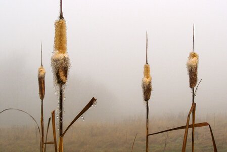 Rosa typha haze