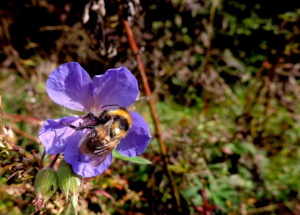 Flower pollination summer