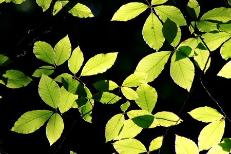 Branch tree nature