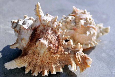 Seashell rock ornament