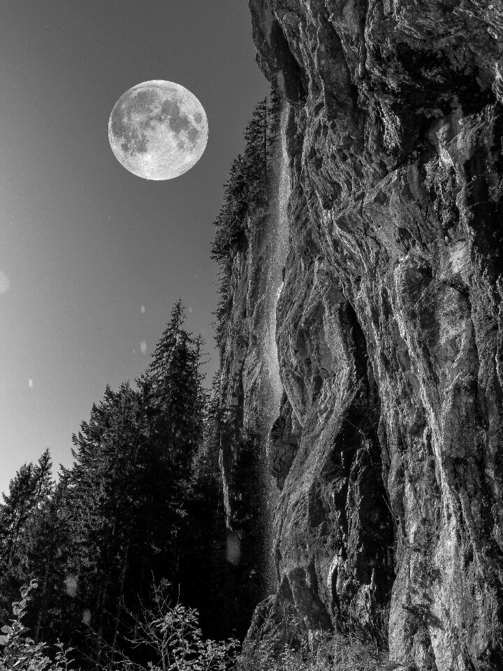 Forest alpine darkness