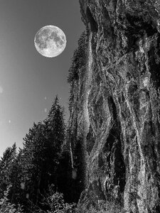 Forest alpine darkness photo
