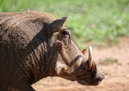 Kruger park safari feral pig