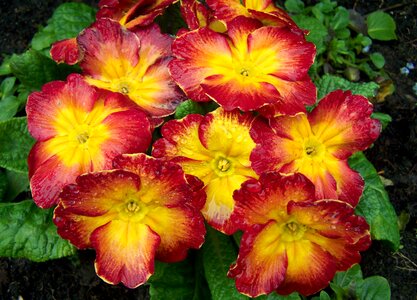 Primula primrose spring flowers