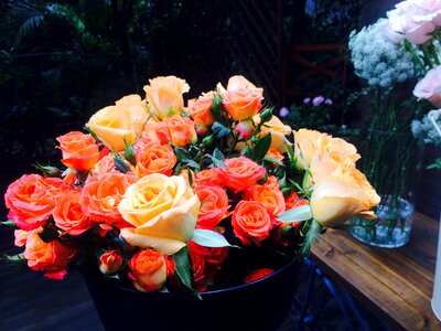 Rose blooming natural